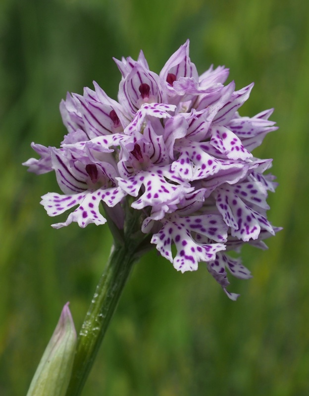 Vstavač trojzubý (Orchis tridentata)