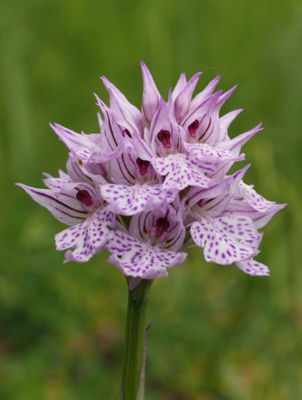 Vstavač trojzubý (Orchis tridentata)