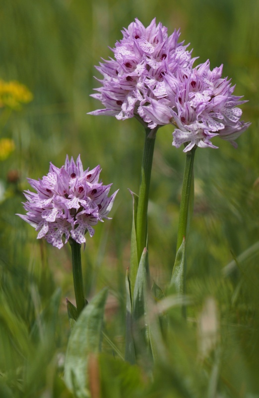 Vstavač trojzubý (Orchis tridentata)