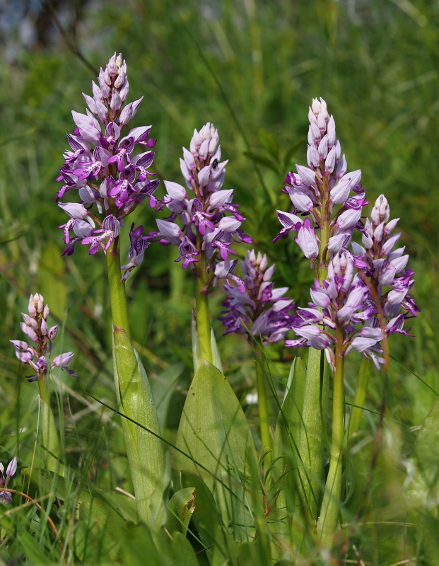 Vstavač vojenský (Orchis militaris)