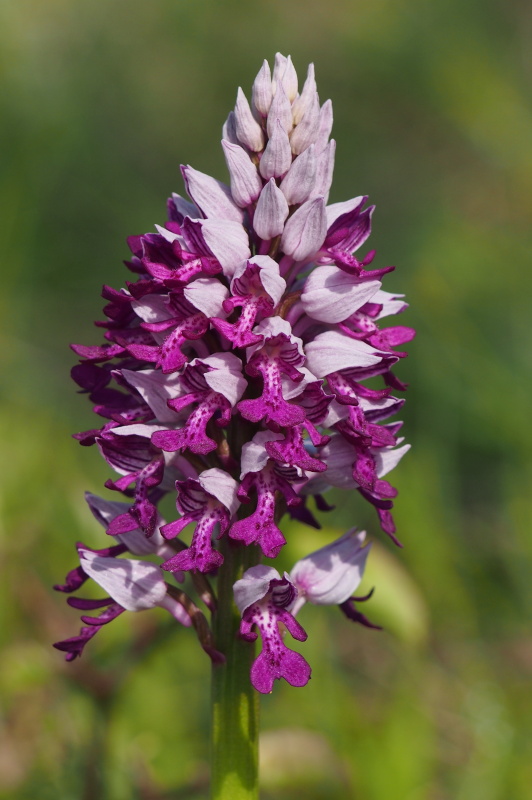 Vstavač vojenský (Orchis militaris)