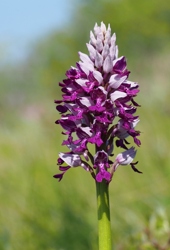 Vstavač vojenský (Orchis militaris)