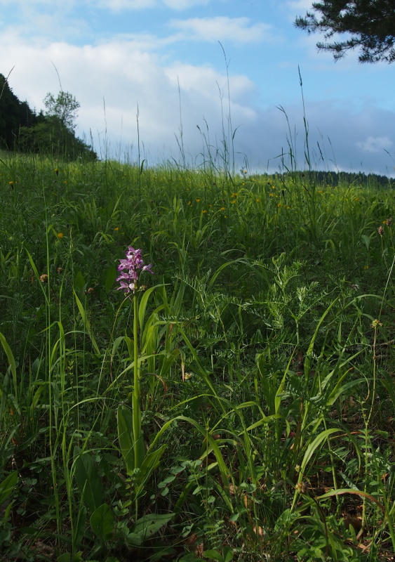 Vstavač vojenský (Orchis militaris)