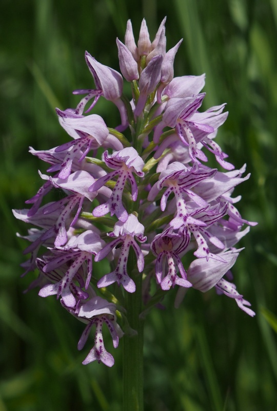 Vstavač vojenský (Orchis militaris)