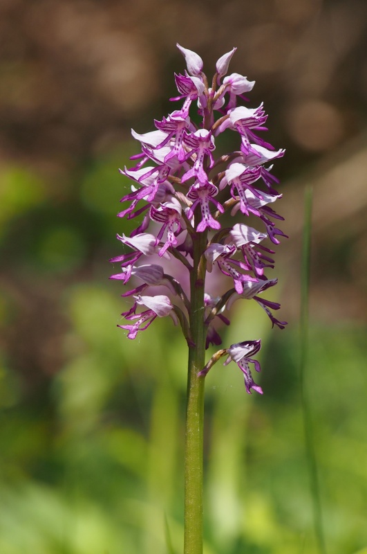 Vstavač vojenský (Orchis militaris)