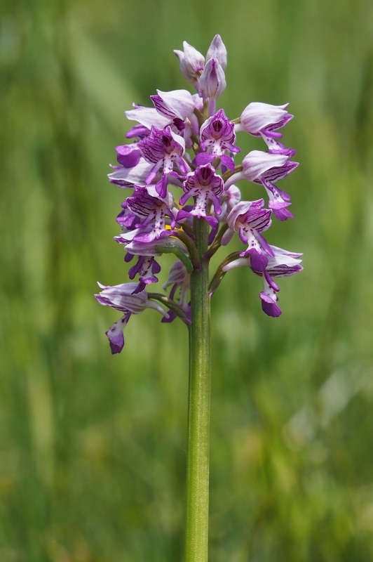 Vstavač vojenský (Orchis militaris)