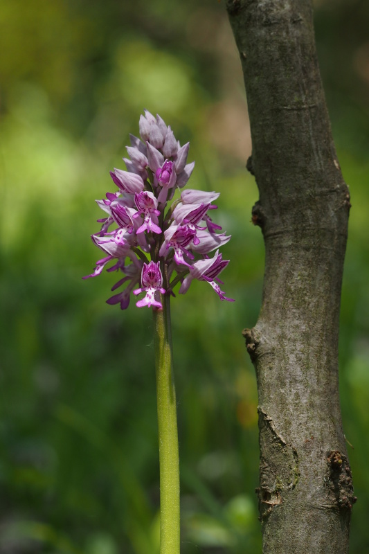 Vstavač vojenský (Orchis militaris)