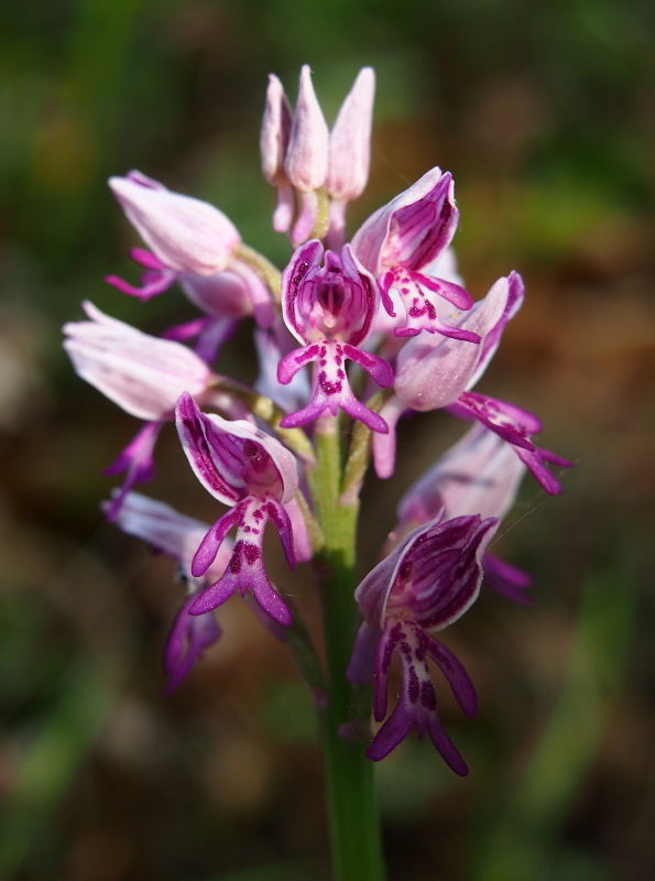 Vstavač vojenský (Orchis militaris)