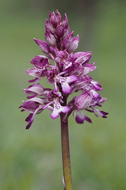 Vstavač zvrhlý (Orchis purpurea x o.militaris) 
