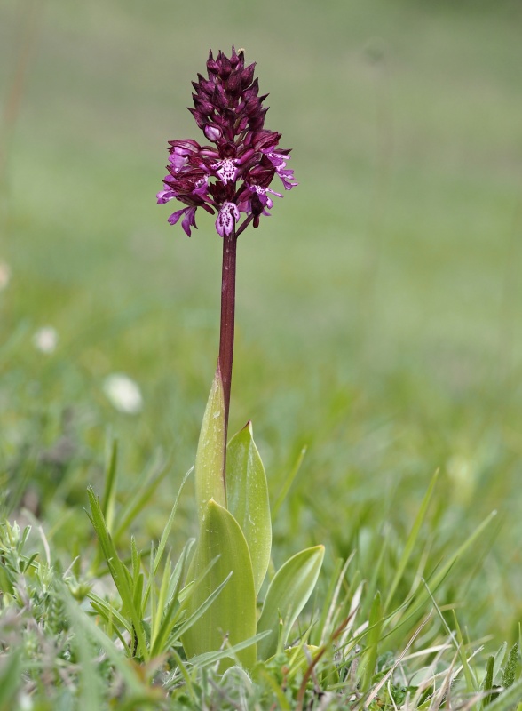 Vstavač zvrhlý (Orchis purpurea x o.militaris)