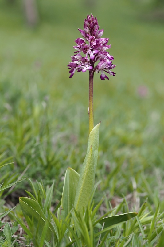 Vstavač zvrhlý (Orchis purpurea x o.militaris)