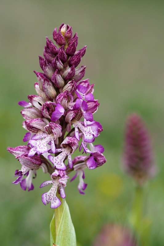 Vstavač zvrhlý (Orchis purpurea x o.militaris)