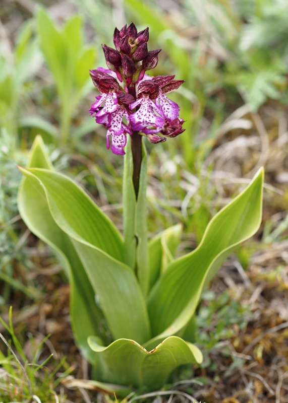 Vstavač zvrhlý (Orchis purpurea x o.militaris)