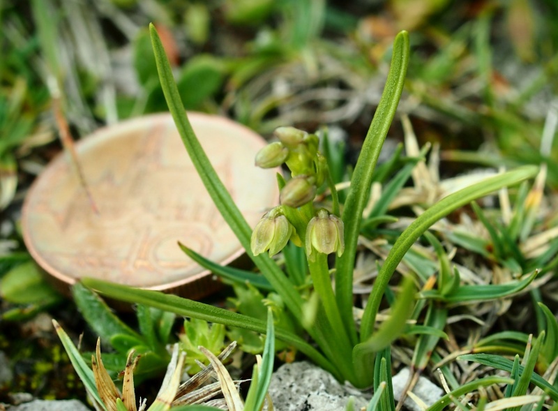 Vstaváček alpínský (Chamorchis alpina)