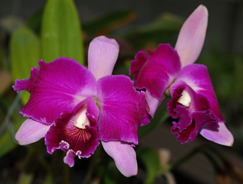 Výstava Kvetoucí orchideje (5.- 6.11.2016)