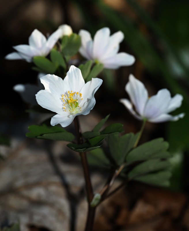 Zapalice žluťuchovitá (Isopyrum thalictroides)