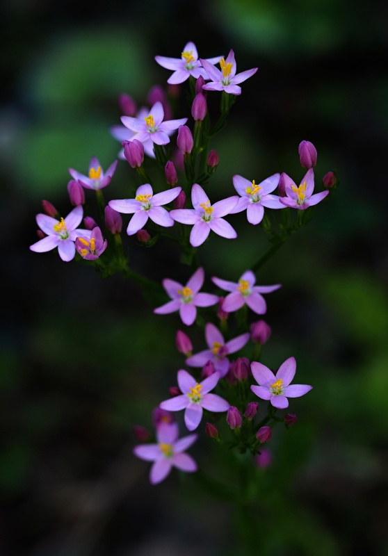 Zeměžluč okolíkatá (Centaurium erythraea)