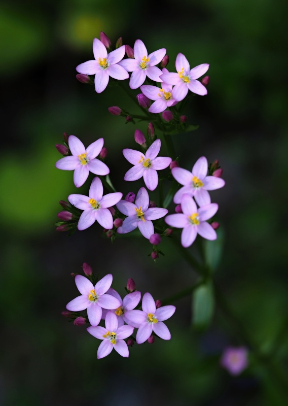 Zeměžluč okolíkatá (Centaurium erythraea)