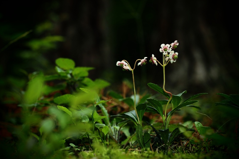 Zimozelen okoličnatý (Chimaphila umbellata)