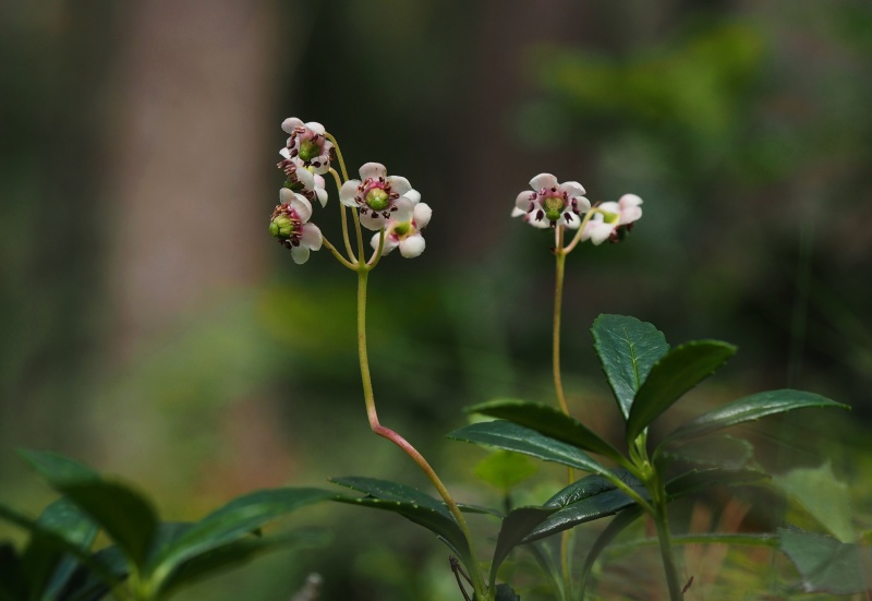 Zimozelen okoličnatý (Chimaphila umbellata)