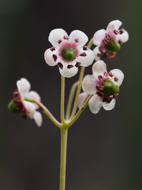 Zimozelen okoličnatý (Chimaphila umbellata)