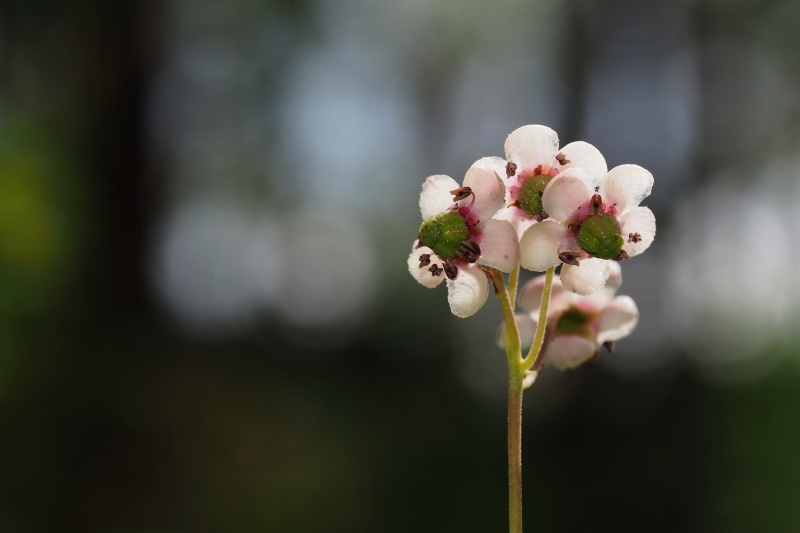 Zimozelen okoličnatý (Chimaphila umbellata)
