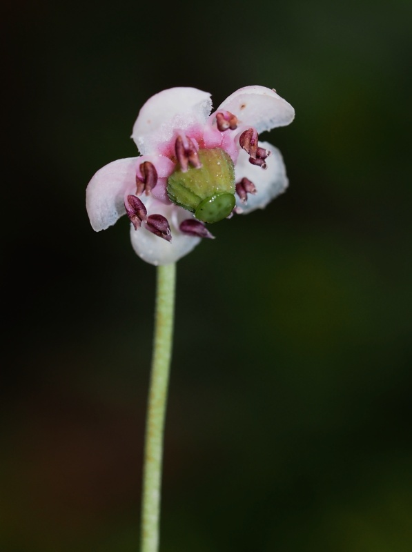 Zimozelen okoličnatý (Chimaphila umbellata)
