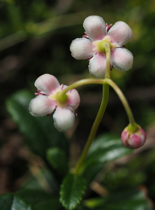 Zimozelen okoličnatý (Chimaphila umbellata)