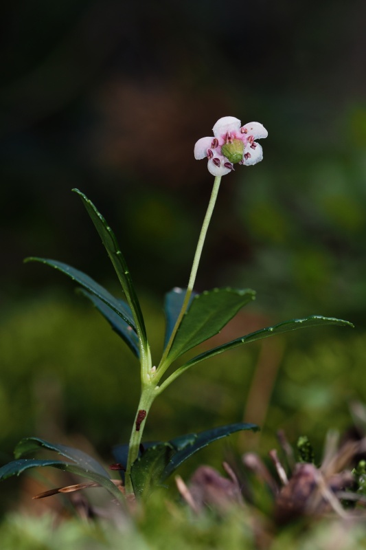 Zimozelen okoličnatý (Chimaphila umbellata)