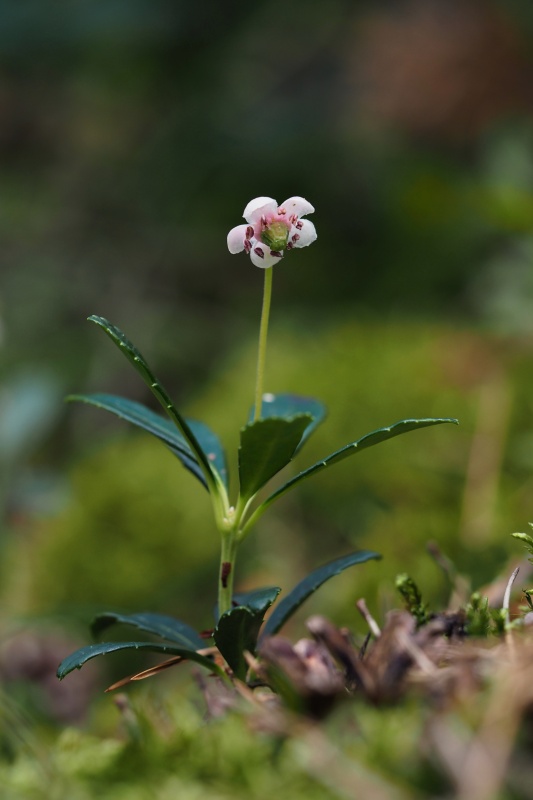 Zimozelen okoličnatý (Chimaphila umbellata)