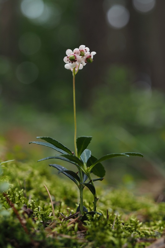 Zimozelen okoličnatý (Chimaphila umbellata)