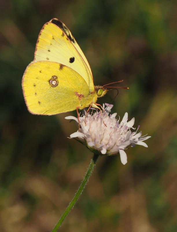 Žluťásek čičorečkový (Colias hyale)