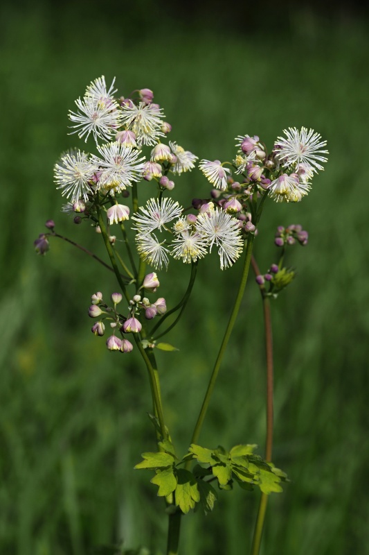 Žluťucha orlíčkolistá (Thalictrum aquilegifolium)