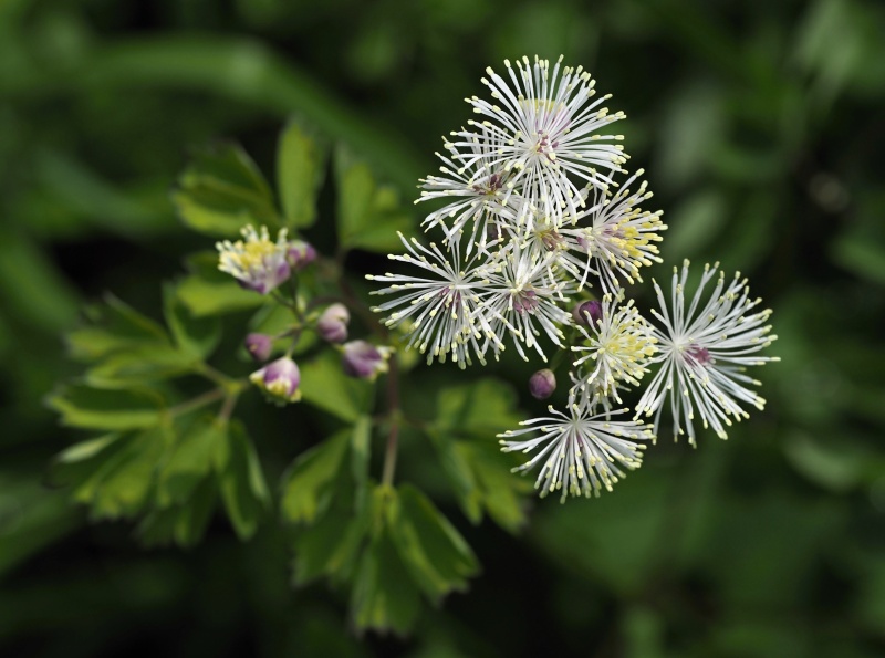 Žluťucha orlíčkolistá (Thalictrum aquilegifolium)