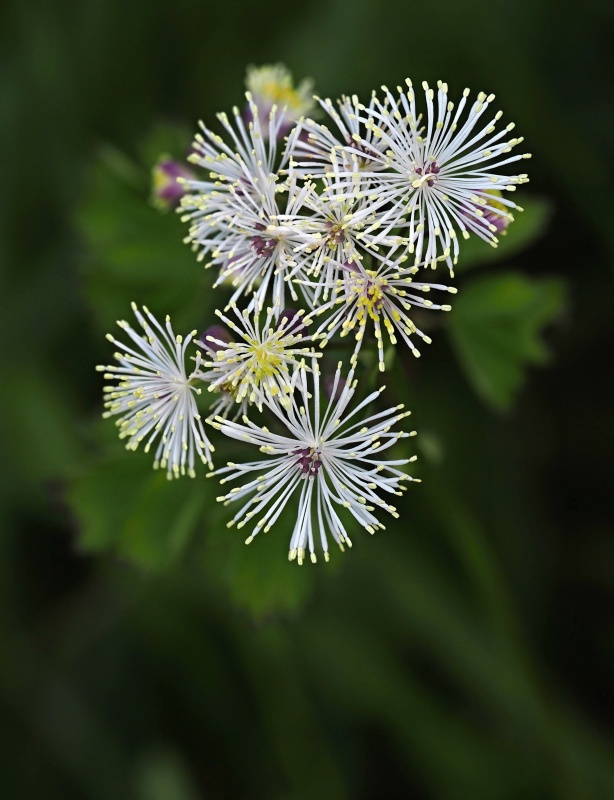 Žluťucha orlíčkolistá (Thalictrum aquilegifolium)