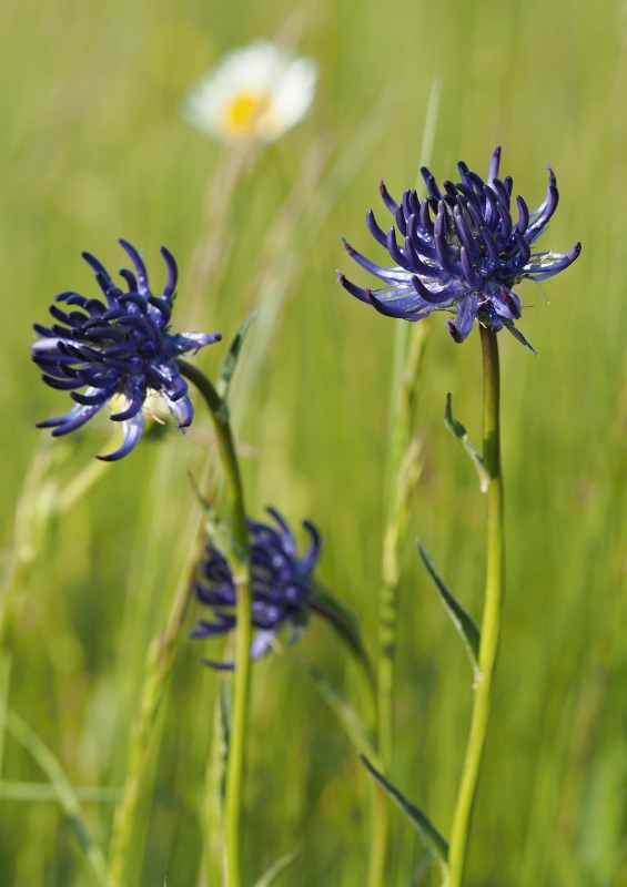Zvonečník hlavatý (Phyteuma orbiculare)