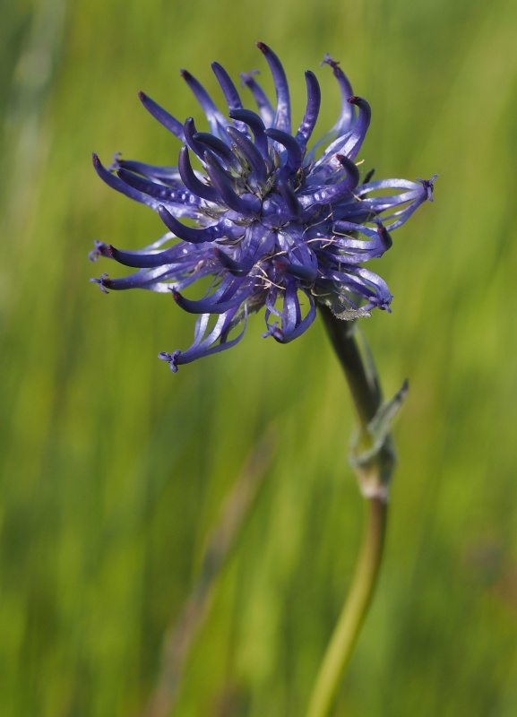 Zvonečník hlavatý (Phyteuma orbiculare)