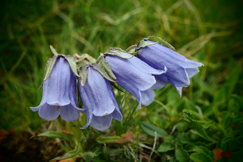 Zvonek alpský (Campanula alpina)