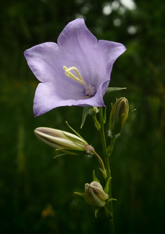 Zvonek broskvolistý (Campanula persicifolia)