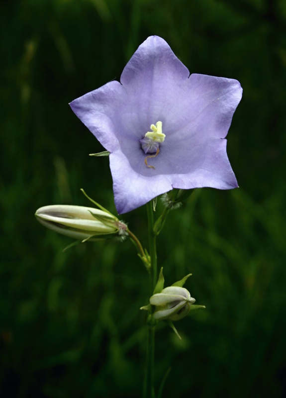 Zvonek broskvolistý (Campanula persicifolia)