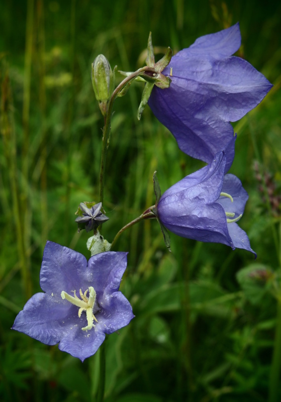 Zvonek broskvolistý (Campanula persicifolia)