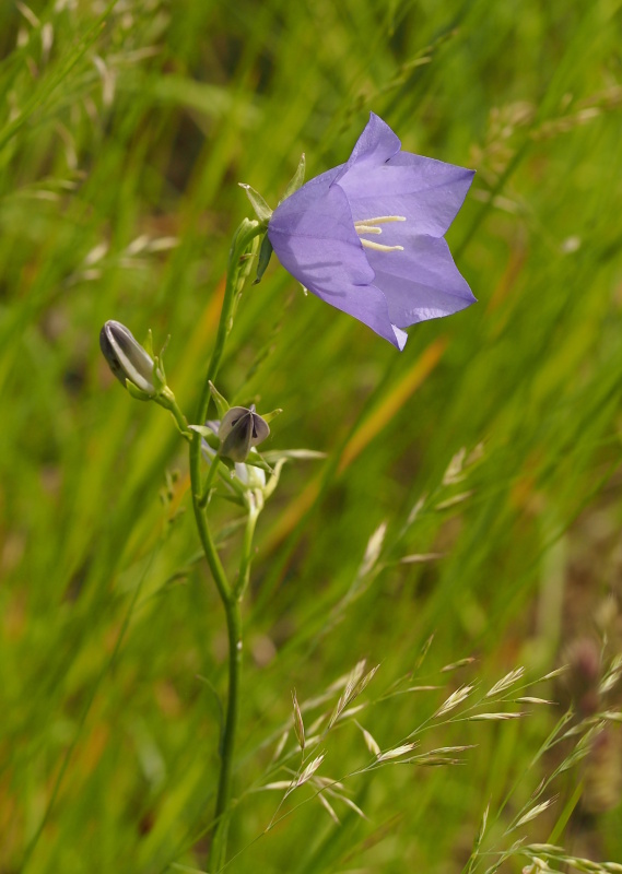 Zvonek broskvolistý (Campanula persicifolia)