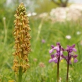 Aceras panenka (Aceras antropophorum)