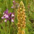 Aceras panenka (Aceras antropophorum)