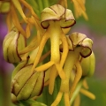 Aceras panenka (Aceras antropophorum)