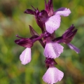 Anacamptis × gennarii (Anacamptis morio x...