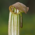 Áronovec obecný (Arisarum vulgare)