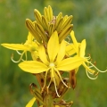 Asfodelína žlutá (Asphodeline lutea)