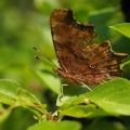 Babočka bílé C (Polygonia c-album)