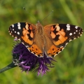 Babočka bodláková (Vanessa cardui)